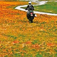 Endemik çiçekleri motosikletle ezdiler