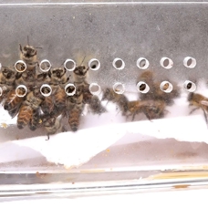 5 bin yıllık tedavi: Bu arılar şifa dağıtıyor